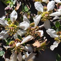 Ragged Rockflower or Bigelow's Crossosoma, Crossosoma bigelovii